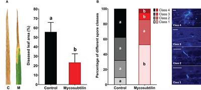 Deciphering immune responses primed by a bacterial lipopeptide in wheat towards Zymoseptoria tritici